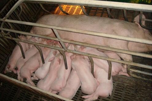 母猪二胎综合征危害大！如何减少母猪的“二胎综合征”？