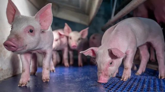 2024年04月14日全国各省市10公斤仔猪价格行情报价，养殖端高价补栏仔猪的信心减弱？