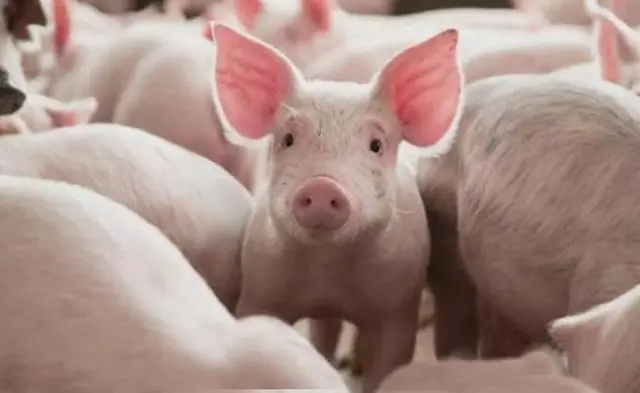 2024年04月14日全国各省市20公斤仔猪价格行情报价，养殖端高价补栏仔猪的信心减弱？
