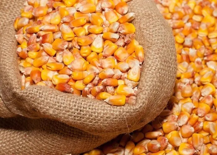2024年04月15日全国各省市玉米价格行情，阶段性供应压力尚存，玉米价格“量增价落”！