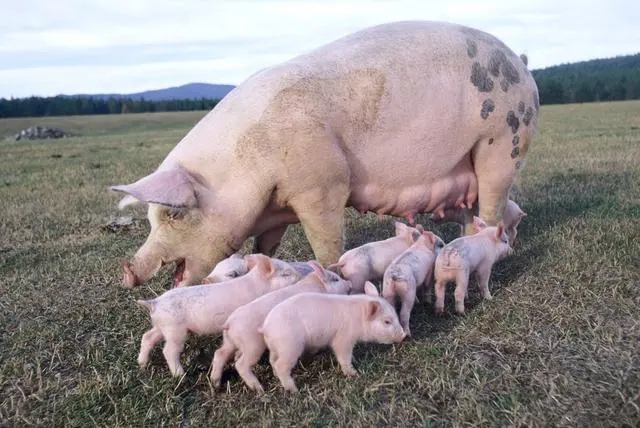 2024年04月17日全国各省市种猪价格报价表，能繁母猪存栏量回升，母猪价格会开涨吗？
