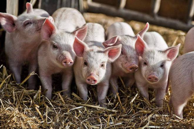 2024年04月17日全国各省市20公斤仔猪价格行情报价，仔猪价格相对较高，价格再涨乏力?