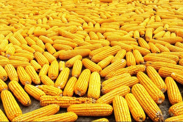 2024年04月17日全国各省市玉米价格行情，阶段性利好消息不断，玉米价格为何涨不动？