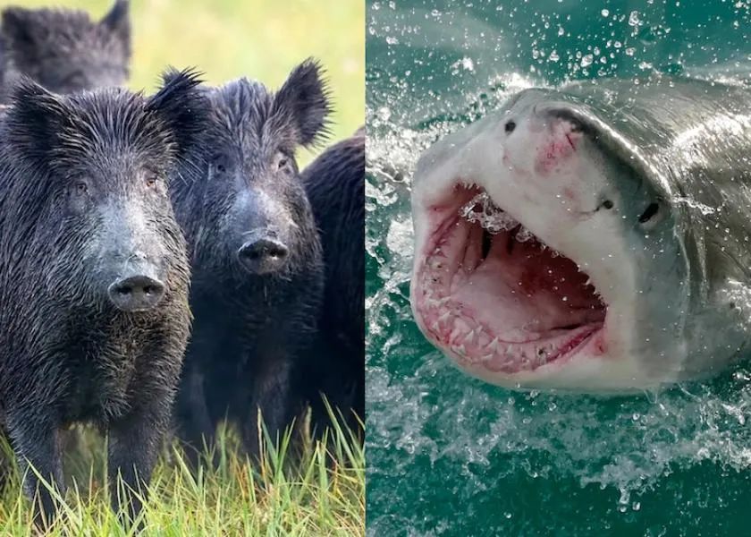野猪和鲨鱼，哪个更凶猛？野猪杀死的人比鲨鱼还多