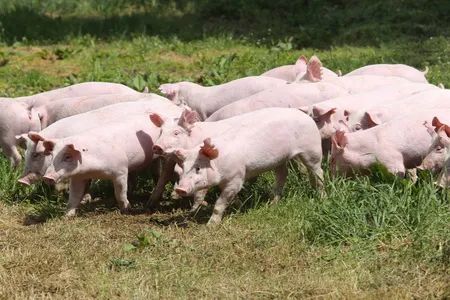 猪价低迷+疫情泛滥，养殖户还要继续养猪吗？