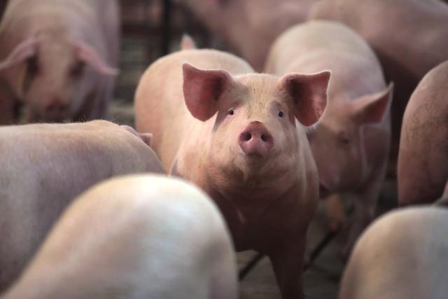 2024年04月19日全国各省市土杂猪生猪价格，短期生猪市场或有止跌的预期？