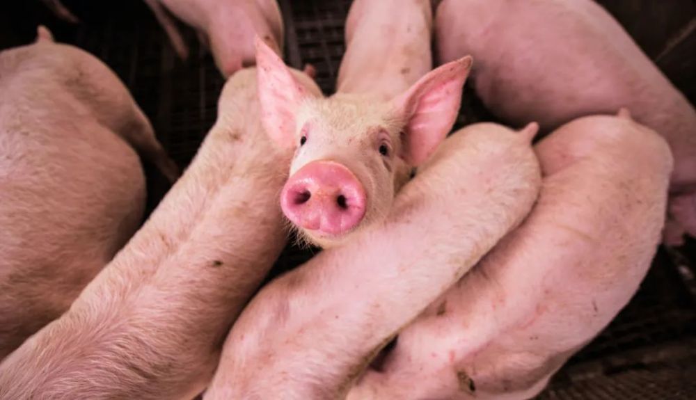 2024年04月20日全国各省市15公斤仔猪价格行情报价，均价上涨1.61元/公斤，二季度仔猪价格或维持高位？