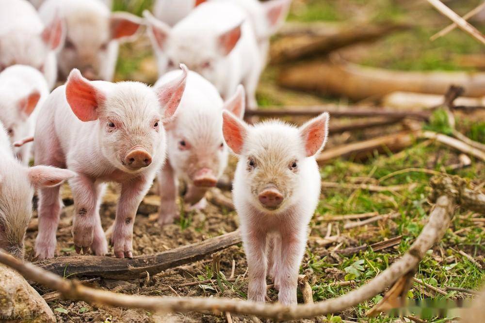 2024年04月20日全国各省市20公斤仔猪价格行情报价，仔猪价格走俏，猪企为啥大力抛售仔猪？
