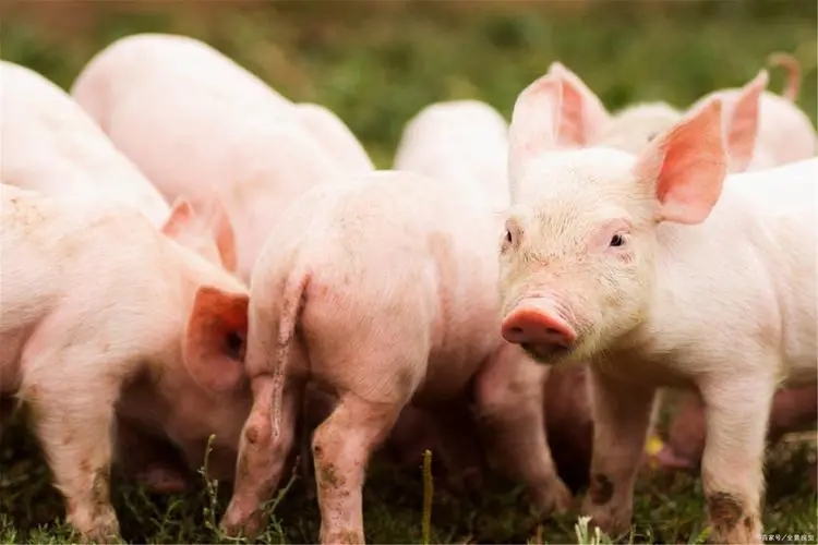 2024年04月22日全国各省市外三元生猪价格，北方多地大厂稳价心态转强，猪价止跌上涨？