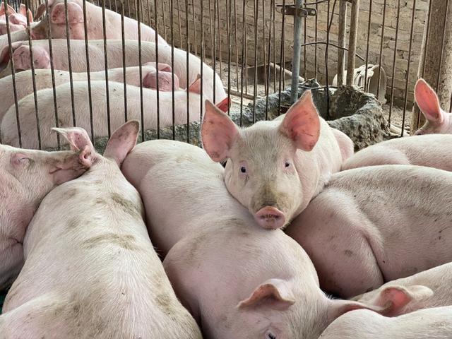 养猪行业的痛点是什么？养猪行业面临问题都有哪些？