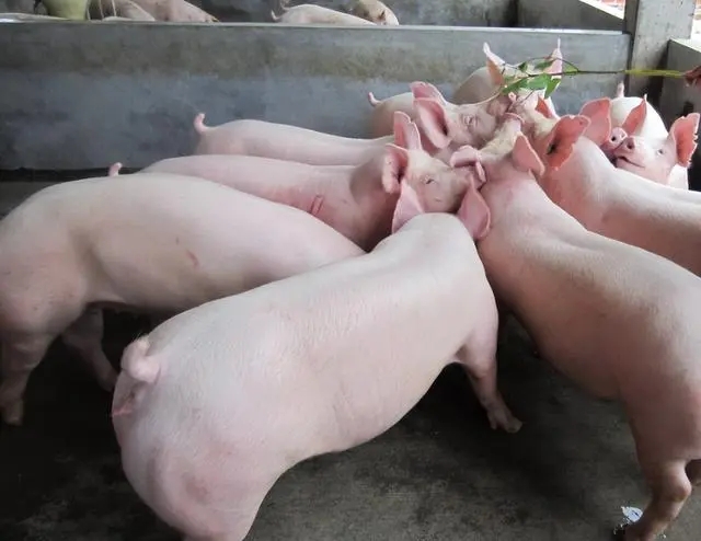 2024年04月25日全国各省市土杂猪生猪价格，大厂有缩量拉涨的心态，猪价或将止跌回暖？