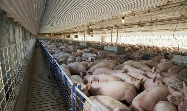 2024年04月25日全国各省市外三元生猪价格，假期临近，猪价仍有逆势反弹的契机？
