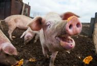 俄罗斯：2023年非瘟扑杀近48.6万头生猪，打击非法猪肉电商
