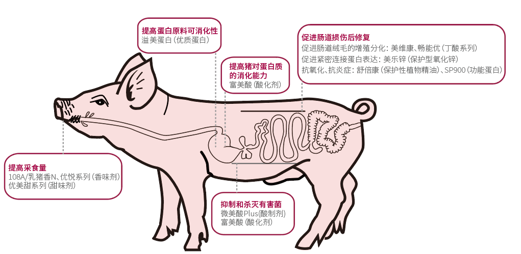 提高乳仔猪生产性能的肠道健康方案