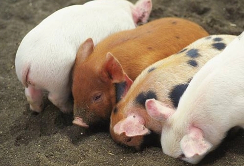 2024年04月26日全国各省市20公斤仔猪价格行情报价，猪价“欲涨又跌”，仔猪价格何去何从？