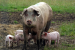 2024年04月26日全国各省市种猪价格报价表，机构：母猪存栏或将逐步止跌反弹