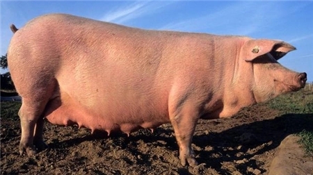 2024年04月27日全国各省市种猪价格报价表，生猪去产能效果逐渐显现，母猪市场何时迎来涨价？