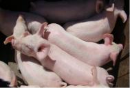 保育猪难养是养猪人的一个共识，为何这样说？