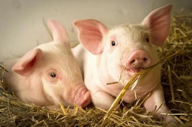 2024年04月29日全国各省市外三元生猪价格，猪价上涨承压，节前生猪市场延续低迷的走势！