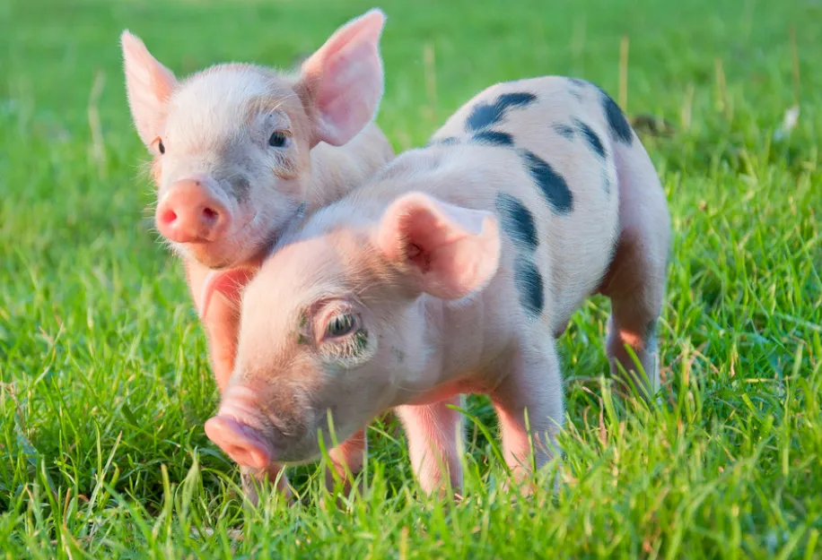 二季度猪价盈利有望！未来10年肉类产量和销量将同步增长！