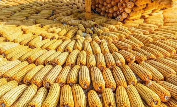 2024年05月05日全国各省市玉米价格行情，上涨难以持续，玉米价格承压走低！