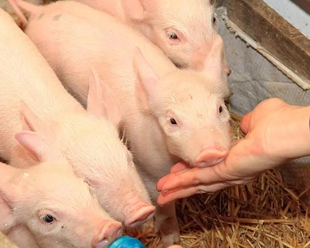 仔猪价格飞涨200元/头，养殖户对仔猪价格上涨表示乐观