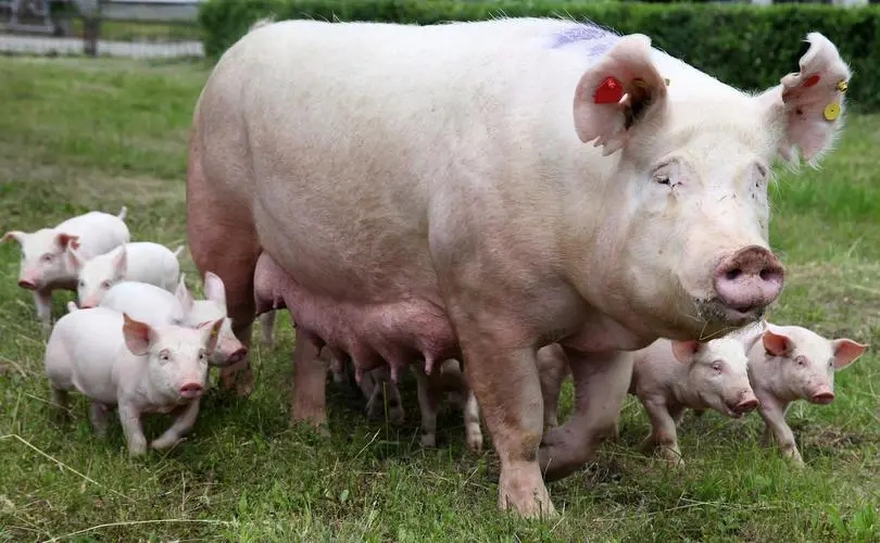 2024年05月06日全国各省市种猪价格报价表，仔猪价格上涨，能繁母猪的淘汰意愿开始下降！