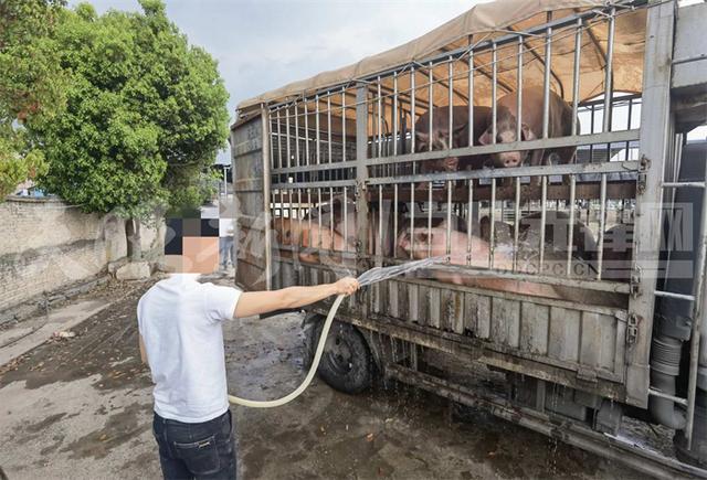 一名猪贩子在为刚买下的生猪浇水降温