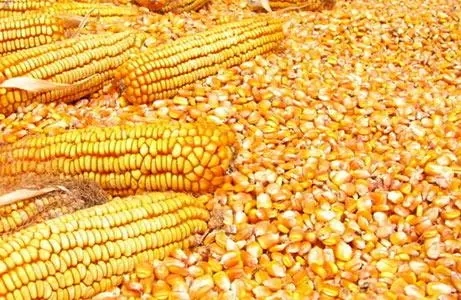 2024年05月06日全国各省市玉米价格行情，多空博弈下，玉米价格弱稳调整！
