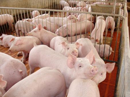为什么猪场不能长期使用一种消毒液？