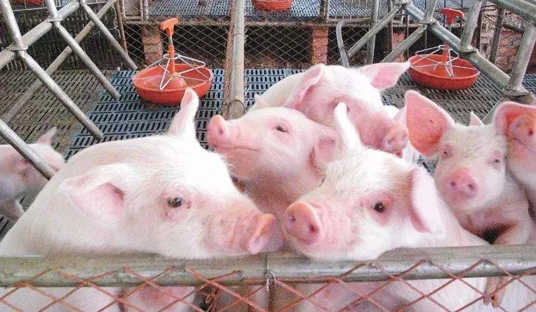 2024年05月08日全国各省市20公斤仔猪价格行情报价，销售高峰已过？仔猪价格要跌了吗？