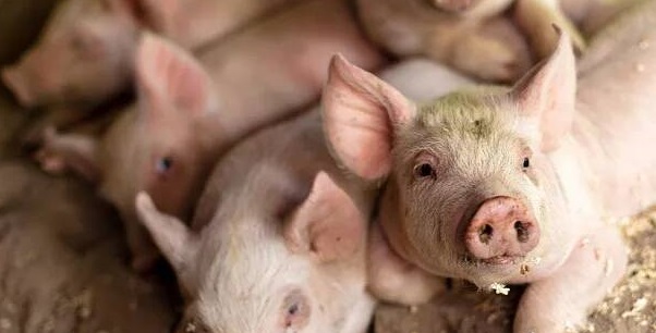 2024年05月08日全国各省市外三元生猪价格，猪价呈止跌反弹的走势，发生了啥？