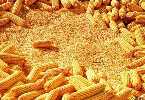 2024年05月09日全国各省市玉米价格行情，市场余粮逐步减少，玉米涨价现象明显增多！