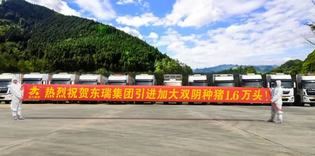 蓝耳双阴、健康无疫病！热烈祝贺东瑞集团引进加大双阴种猪1.6万多头