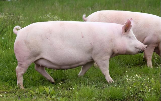 母猪在生产的时候是否需要人工干预？