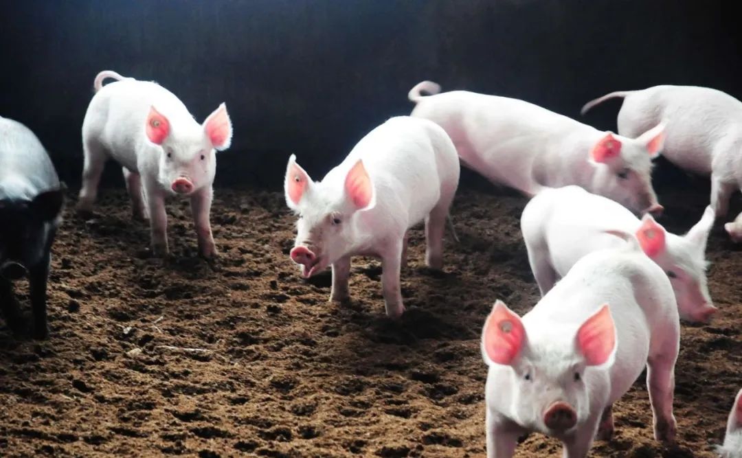 生猪产能高位回调，猪价连续四个月回升，后市怎么走？