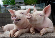  “卖力”上涨！5月10日猪价涨势扩展至17地，养殖户却开心不起来