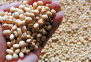 巴西大豆减产，饲料需求回升，机构看好豆粕市场