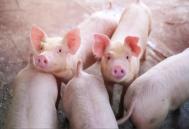 猪价行情不好，中小型养猪场面临哪些困境？
