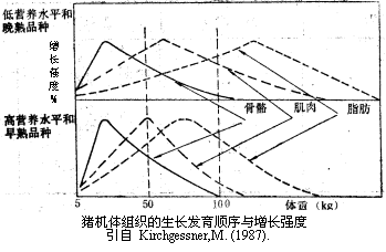 相对生长模式