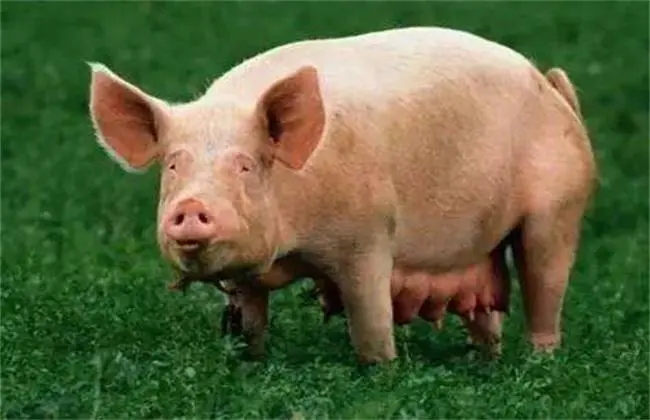 2024年05月11日全国各省市种猪价格报价表，猪价呈现“僵持”的走势，母猪价格后市何去何从？