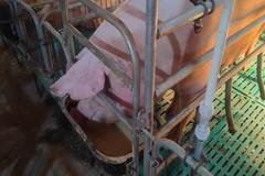 关于母猪料的8个常见误区，你都了解吗？