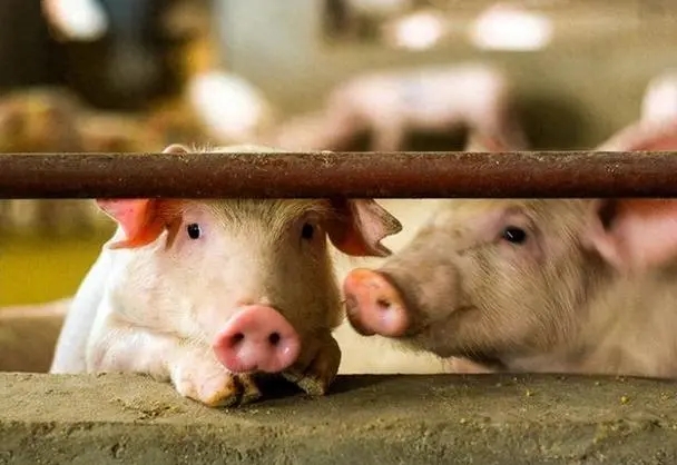 2024年05月13日全国各省市20公斤仔猪价格行情报价，猪价上涨仍面临多方压力，仔猪价格后市还会涨吗？