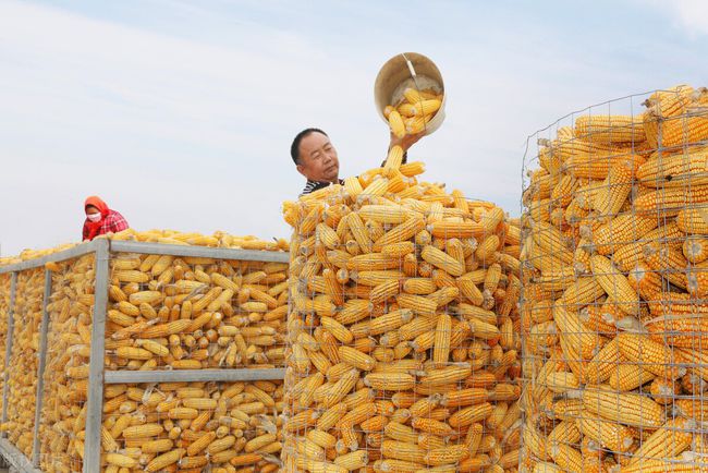2024年05月13日全国各省市玉米价格行情，趋势明朗，玉米行情涨势反扑？