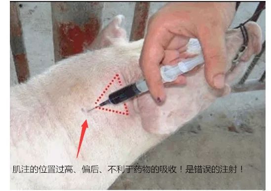 猪打针