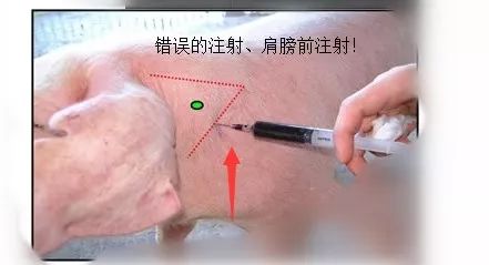 猪打针