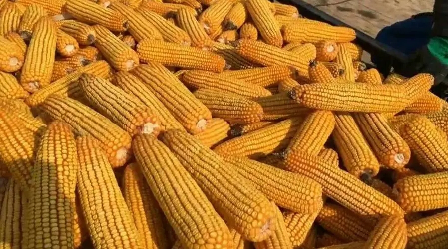 2024年05月15日全国各省市玉米价格行情，基于基层余粮见底，外盘玉米走强，玉米价格或易涨难跌？