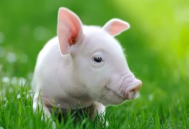 2024年05月17日全国各省市15公斤仔猪价格行情报价，仔猪成本上涨，下半年猪价普遍乐观
