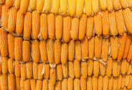 2024年05月20日全国各省市玉米价格行情，玉米市场承压下跌，落价或难以持续？