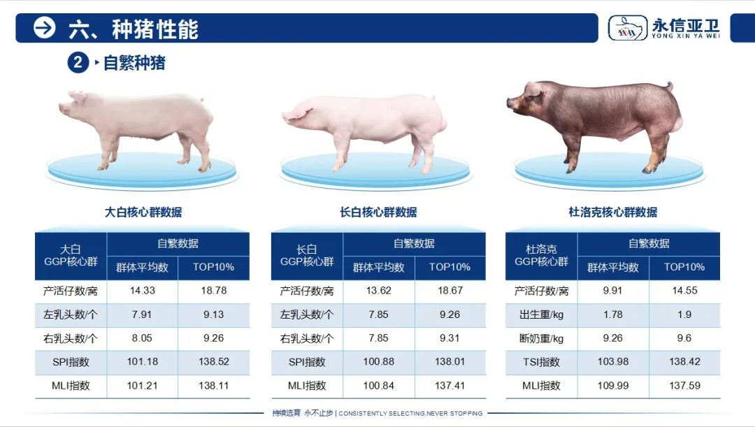 种猪性能